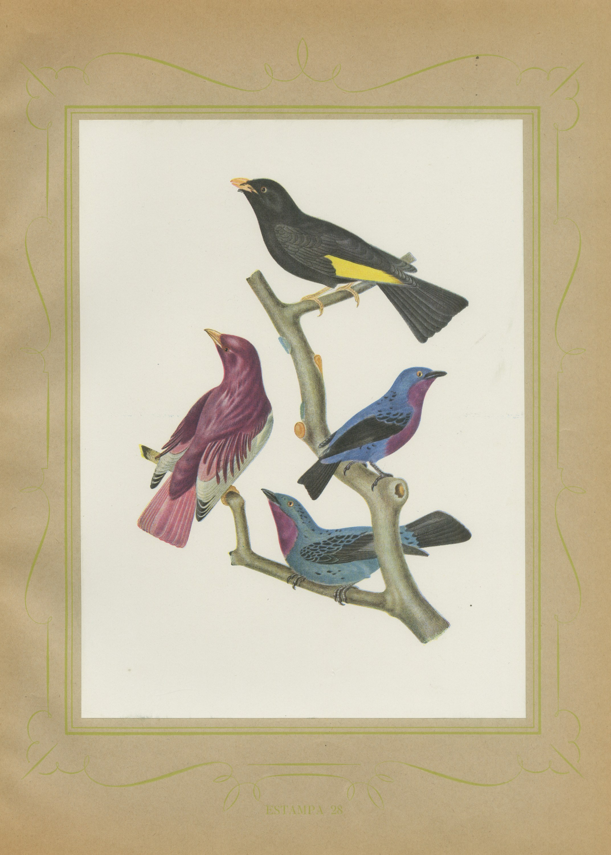 Purple-Throated and Other Cotingas, Brazilian Bird Print, Descourtilz, 1944