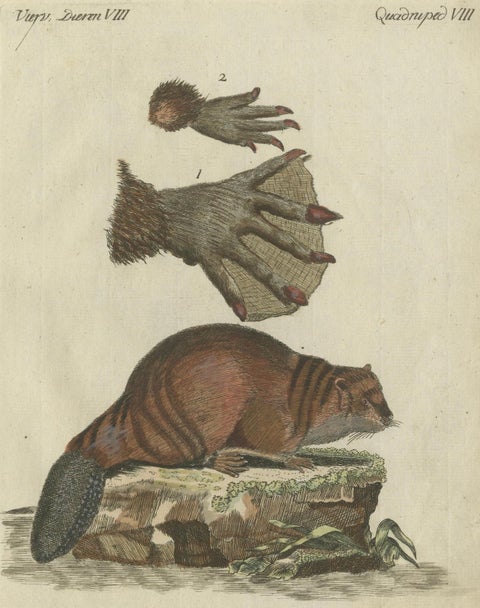 Patinca Rich Hand Colored Antique Print of a Beaver, Pubished in circa 1820, close-up 4
