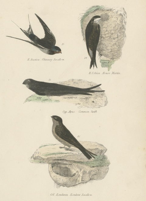 Antique Bird Print of the House Martin and Other Birds by Richardson, circa 1860, view 2
