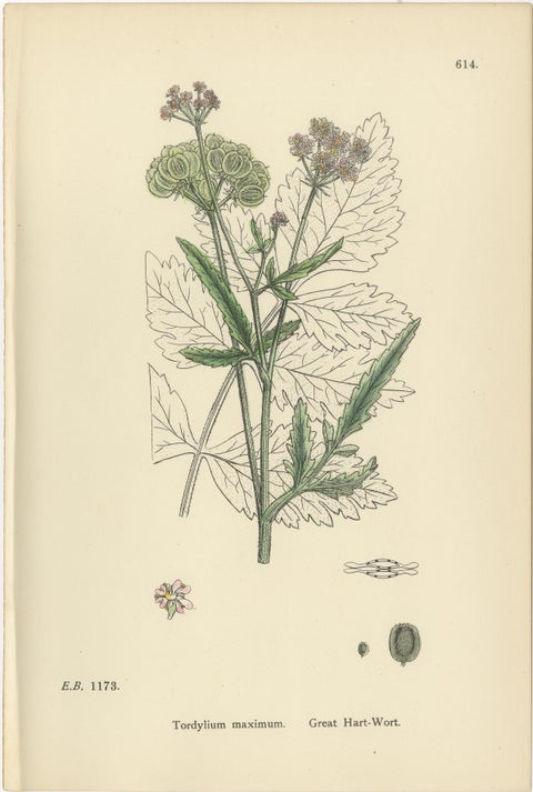 Elegant British Botanical Trio, Hand-Colored Wild Carrot Prints, England 1902, view 5