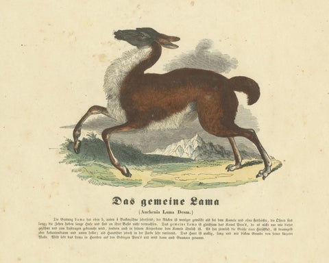 Das gemeine Lama (Common Llama) - Hand-Colored Zoological Print, Circa 1840, close-up 4
