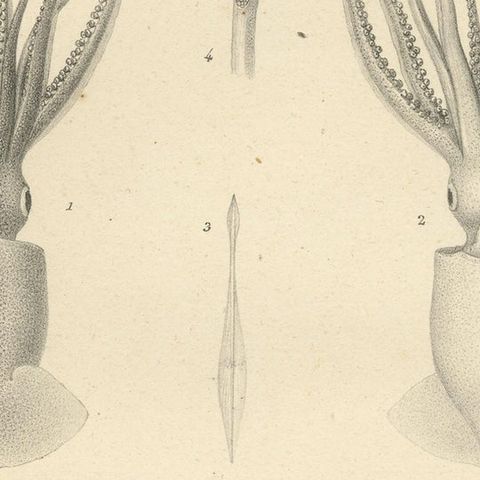 Antique Print of Onychoteuthis Squid species, close-up 2