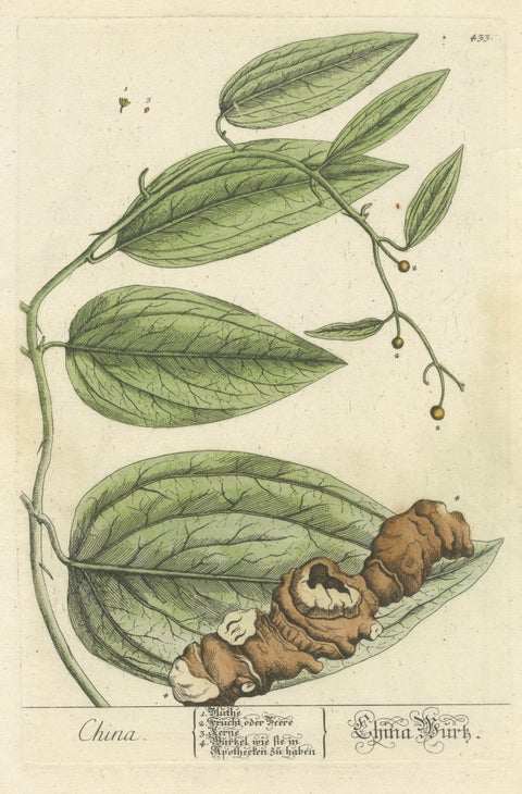 Antique Botanical Print of Chinaroot, view 3