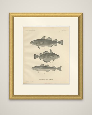 Greenland Cod, Pout and Poor Cod - Intricate Scandinavian Fish Lithograph, 1895, shown framed