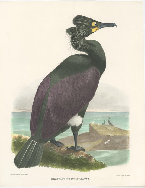 Spectacular Rare Old Original Bird Print of The Spectacled Cormorant, 1868, view 2