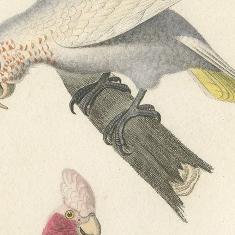 Handcoloured Copperplate Engraving of a Corella and Cockatoo or Galah, 1838, close-up 1