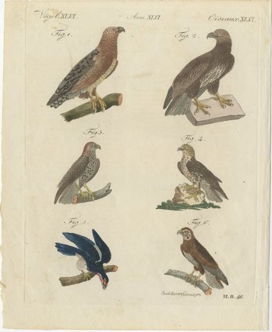 Six Hawks and Buzzards, Birds of Prey, Antique Bertuch Print, circa 1805, view 2