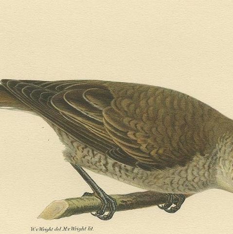 Antique Bird Print of the Red-Backed Shrike by Von Wright '1927', close-up 1