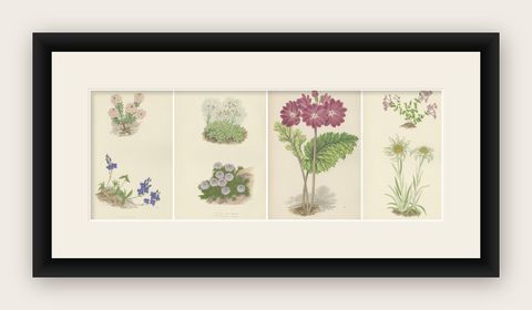 Alpine Botanical Lithograph Quartet: Micomeria, Edelweiss, Primula, and Arabis, shown framed