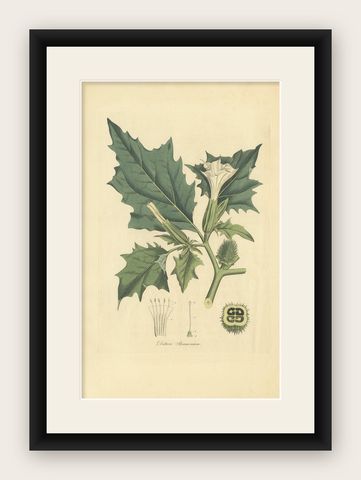 Datura Stramonium, Thorn Apple Botanical Engraving by Curtis c.1817, shown framed