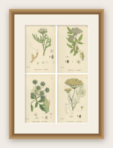 Antique Herb Botanical Prints, Soft Green Palette, Set of Four c.1902, shown framed
