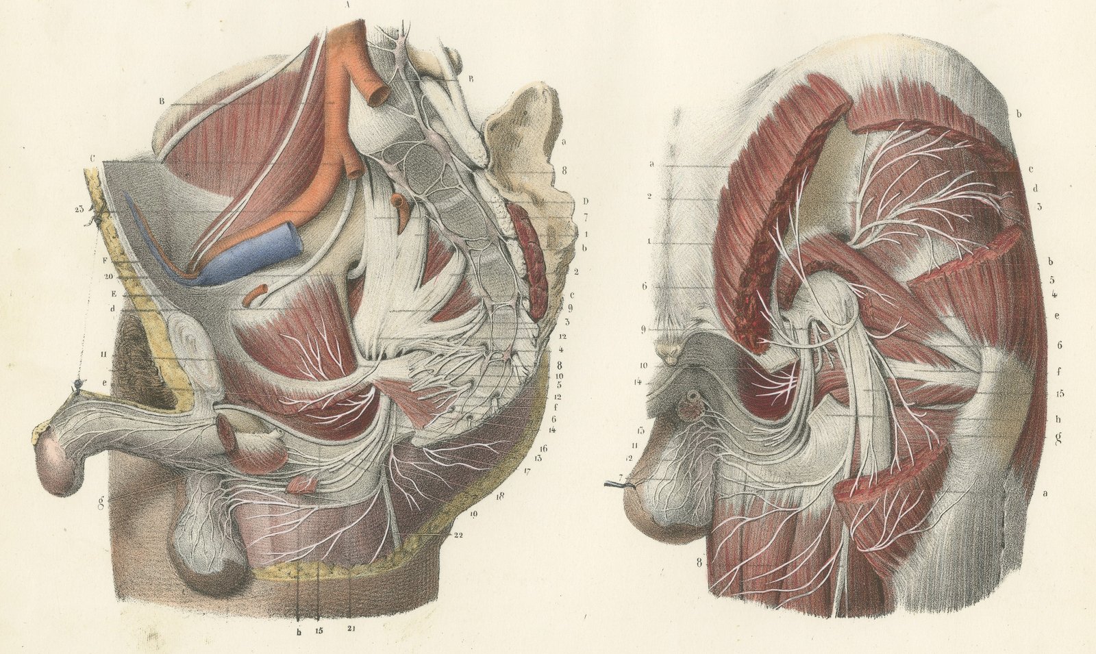 Nerves of the Male Pelvis, Antique Hirschfeld Anatomy Print, 1866