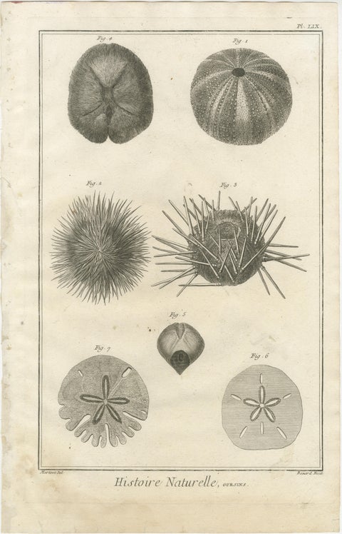 Set of Three Engravings of Sea Urchins and Marine Life by Diderot, ca.1770, view 3
