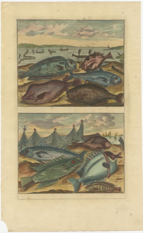 Set of 12 Colored Antique Prints of various Fish species and other Marine Life, view 9
