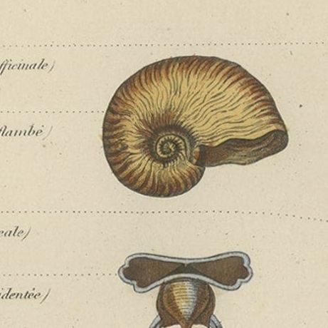 Decorative Antique Print of Various Molluscs, 1854, close-up 2
