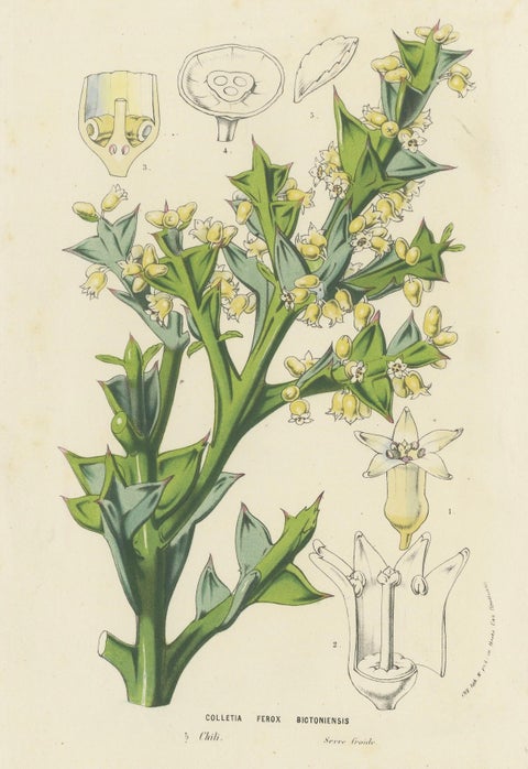 Botanical Illustration of Colletia Ferox: Thorny Beauty from Chile, c.1855, close-up 1