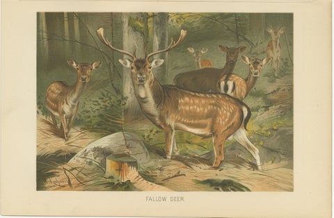 Fallow Deer, Antique European Wildlife Chromolithograph, 1894, view 2