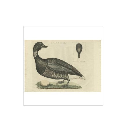 Brent Goose, Antique Bird Engraving by Nozeman and Sepp, 1789, view 2