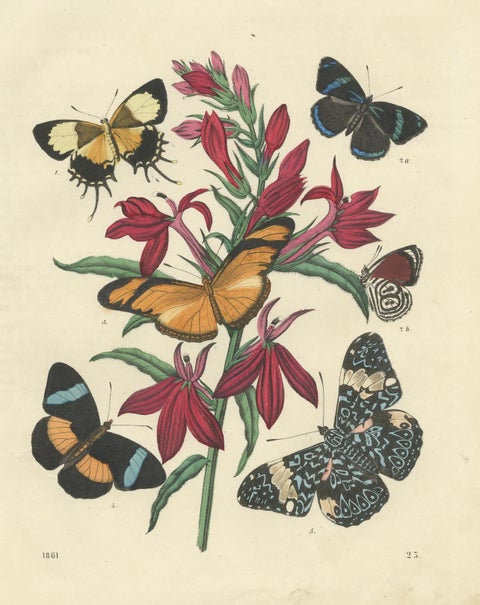 1861 Hand-Colored Lithograph of Butterflies and Botanical Flowers, close-up 3