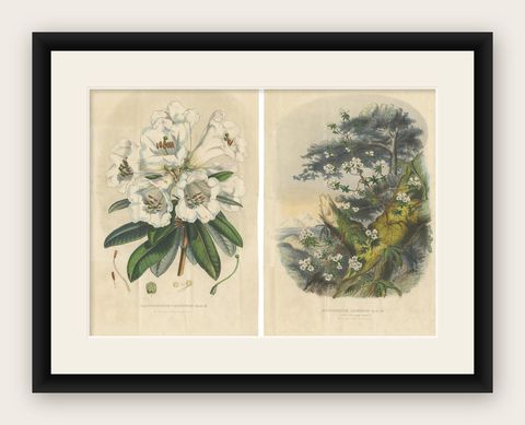 Set of 2 Antique Botany Prints, Rhododendron Dalhousiae, by Van Houtte '1849', shown framed