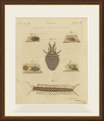 Centipede, Dung Beetle and Ant Lion, Antique Bertuch Print, circa 1805, shown framed