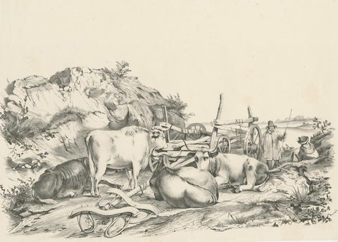 No. 21 Antique Print of Oxen by Cooper, '1839', view 2