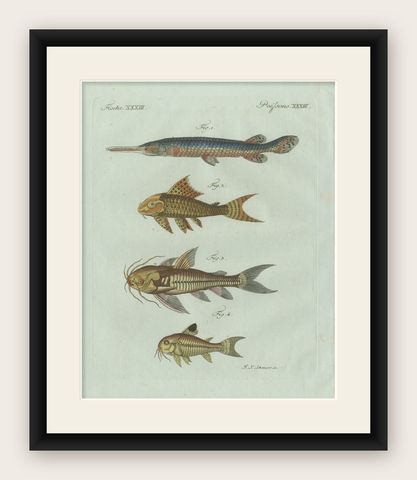 Original Antique Print of Gar and Exotic Armored Fish by Bertuch, c. 1800, shown framed