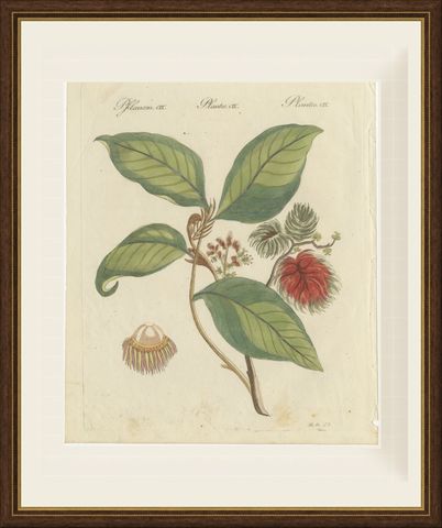 Rambutan Tropical Fruit Branch, Antique Bertuch Print, circa 1810, shown framed