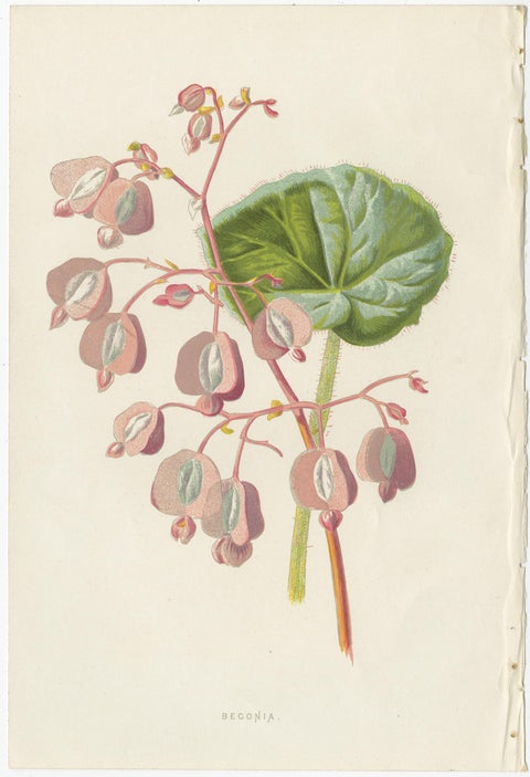 Set of Three Botany Prints Geranium, Fuchsia, Bellenplant, Begonia, view 4