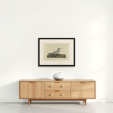 Antique Bird Print of the Common Tern by Sepp & Nozeman, 1789, shown framed on a wall