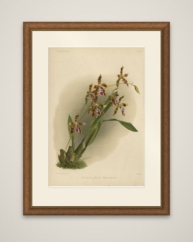 Antique Botanical Print, Exotic Orchid Odontoglossum Wattianum, c.1888, shown framed
