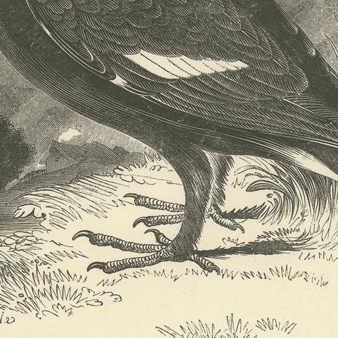 Original Antique Print of the Black Grouse, close-up 2