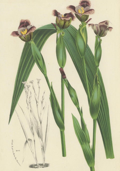 Van Houtte's Tigridia Botanical Illustration by Louis van Houtte, 19th Century, close-up 4