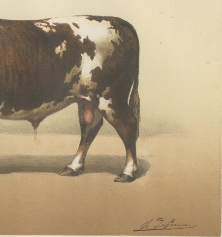 Normandy Bull, French Cattle Breed, Antique Chromolithograph by Borie, 1863, close-up 3