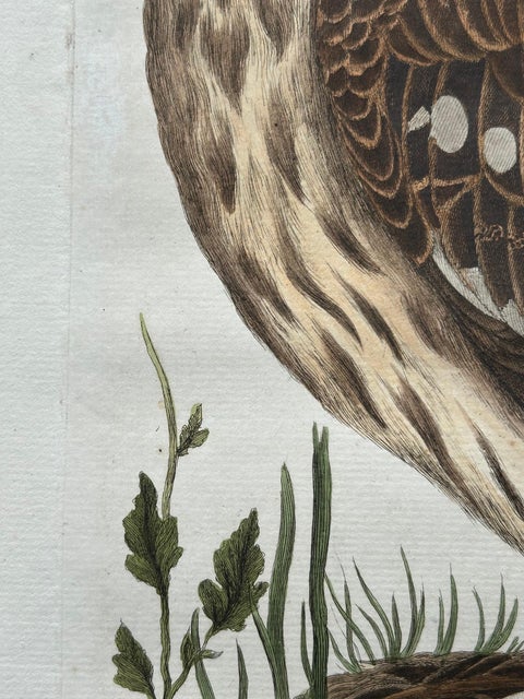 Strix Ulula, Hand-Coloured Engraving of Short-Eared Owl with Eggs, 1770–1829, view 6