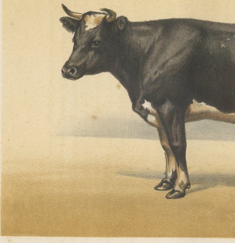 Dutch Dairy Cow, Black and White Cattle Chromolithograph, 1863, close-up 2