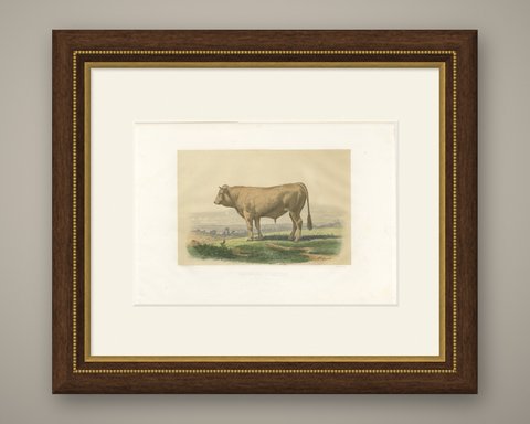 Comtois Bull, Antique French Cattle Breed Print, 1873, shown framed