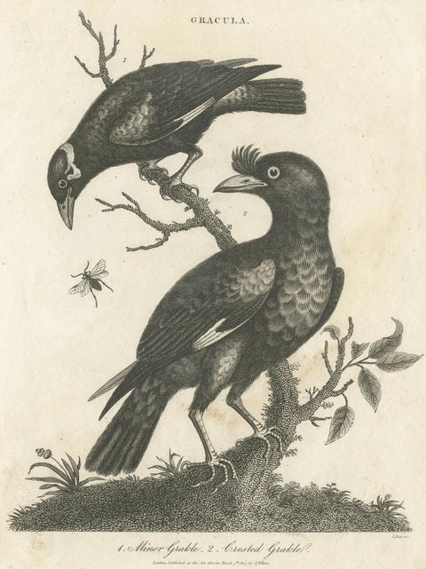 Antique Bird Print of Grackle Birds by Wilkes, 1801, view 4