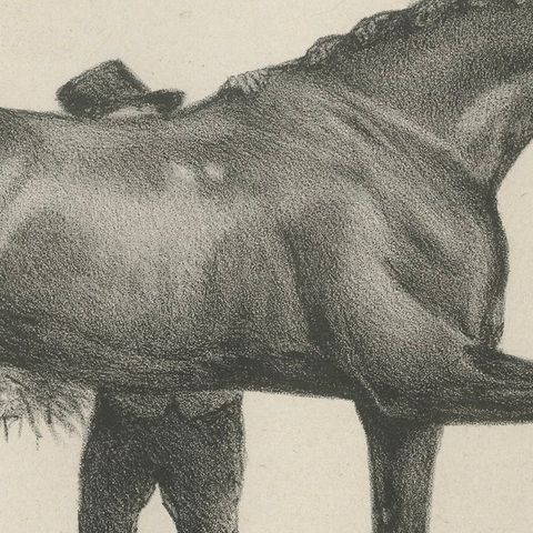 Muly Moloch, Antique Sporting Horse Lithograph, Hullmandel c.1840, close-up 6