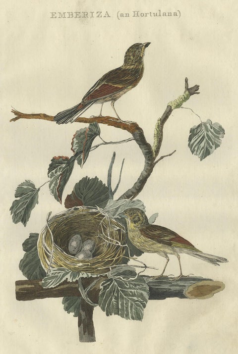 Ortolan Bunting, Antique Dutch Bird Print by Sepp & Nozeman, 1789, close-up 4