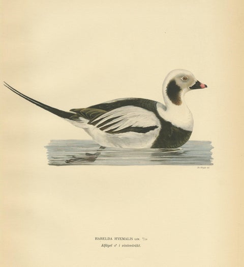 Antique Bird Print of a Male Long-Tailed Duck by Von Wright '1929', view 3