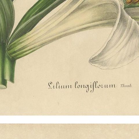 Set of 2 Antique Botany Prints of the Easter Lily and Heart-Leaved Lily '1847', close-up 2