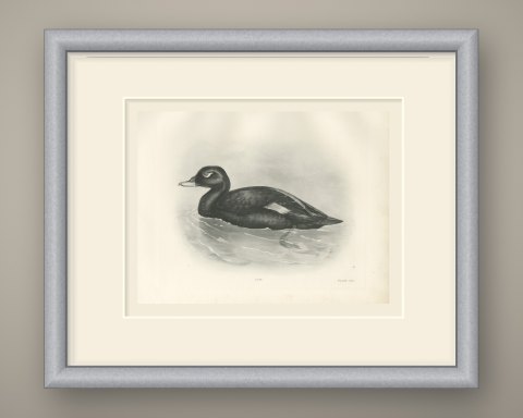 Velvet Scoter Drake Swimming, Plate CXC after Lilian Medland, c. 1909, shown framed