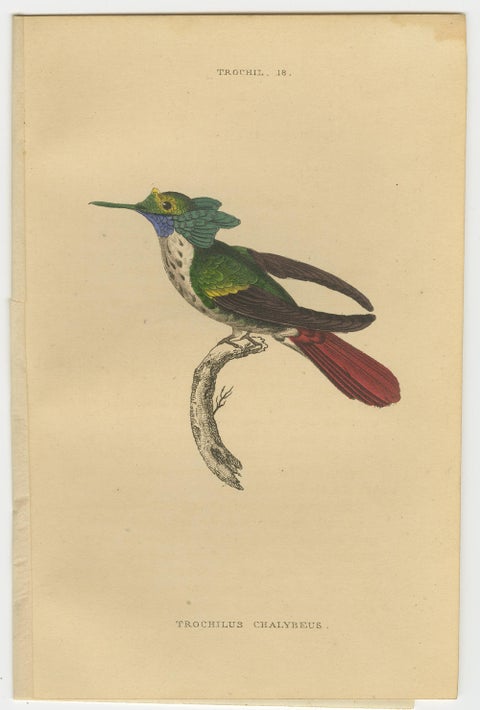 Set of 8 Antique Bird Prints, Violet-Tufted Hummingbird, by Jardine '1837', view 7