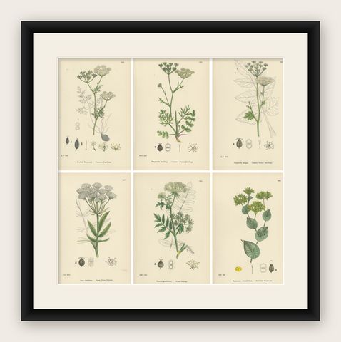 Antique English Botanical Prints, Elegant British Wildflowers, Sowerby c.1902, shown framed