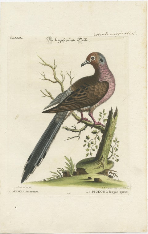 Exotic Pigeons: Hand-Colored Engravings from the Seligmann Edition, c.1770, view 5