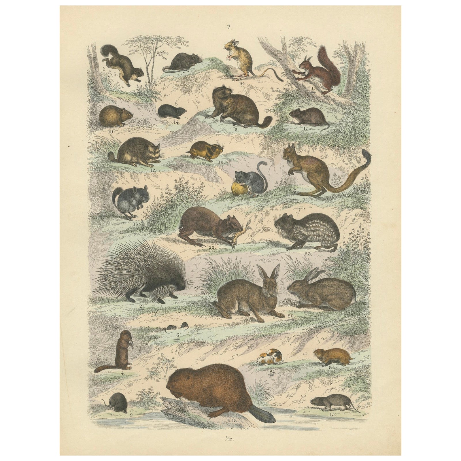 Rodents & Small Mammals Print: Beaver, Squirrel, Porcupine, Antique 1867