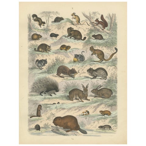 Rodents & Small Mammals Print: Beaver, Squirrel, Porcupine, Antique 1867