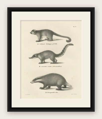 Rare 19th-Century Lithograph of Kinkajou, Coati, and European Badger, shown framed