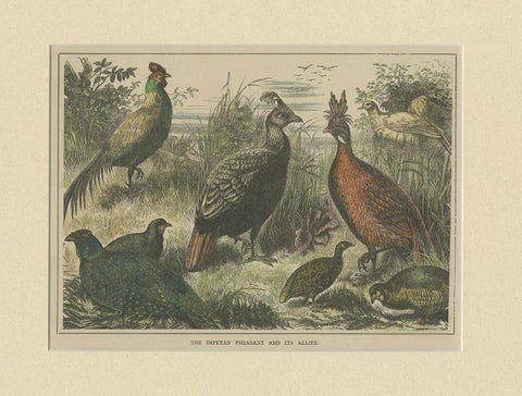 Antique Bird Print of the Himalayan Monal, '1879', view 3